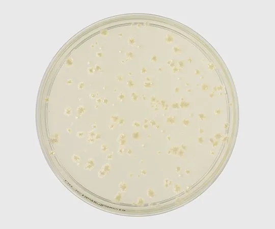 63-6526-89 BD BBL (TM) Columbia Agar Medium 252967