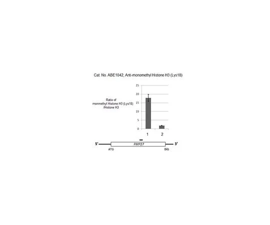 62-8463-03　［Discontinued］Anti-monomethyl Histone H3 (Lys18)　ABE1042