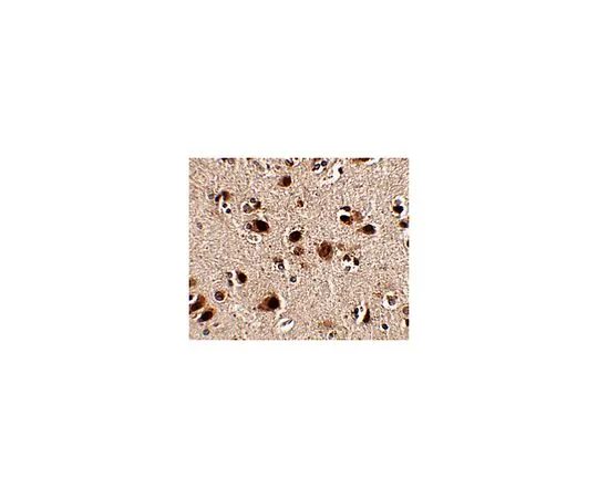 62-8466-73　［Discontinued］Anti-Slitrk5　ABN344