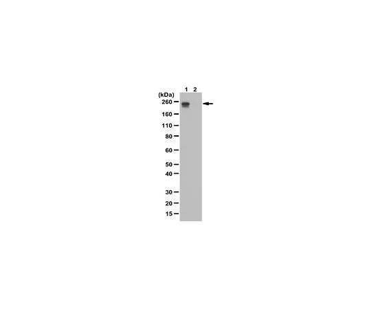 62-8463-80　［Discontinued］Anti-phospho-DNA-dep******ent RNA Pol II, subunit B1, Ser 2/5　ABE1471