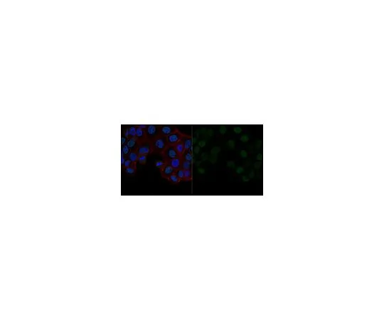 62-8477-45　［Discontinued］Sheep Anti-Rabbit IgG Antibody, Cy2 conjugate　AP510J
