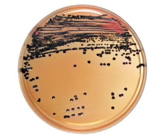 63-6527-08 BD BBL (TM) DHL Agar Medium 20 Sheets 212087