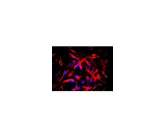 62-8497-59　［Discontinued］Anti-Nestin Antibody, clone 10C2, Biotin Conjugate　MAB5326B