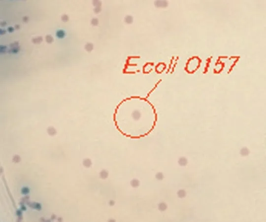 2-5980-02　［Discontinued］Chromager Medium Chromager for 5L　O157