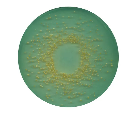 61-0201-11　［Discontinued］BROLACIN Agar Medium (C.LED.. Agar Medium) for Measurement Of Bacteria Quantity And Primary Identification 101638 500G　1.01638.0500