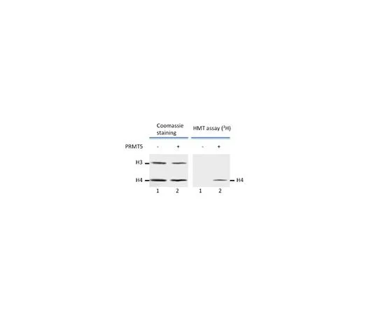62-8391-95　［Discontinued］Human Recombinant PRMT5, 10 ug　14-1102