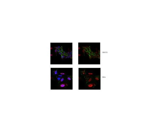 62-8472-83　［Discontinued］Anti-ACF7/MACF1a Antibody Cat. No. ABT137　ABT137