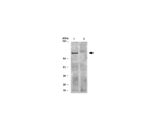 62-8368-55　［Discontinued］Anti-phospho-PKD (Ser916), clone MC29; 100 μL　04-787