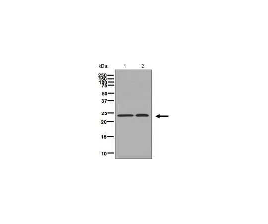 62-8523-59　［Discontinued］Anti-GSTP1, clone EPR8262, Rabbit Monoclonal　MABS802