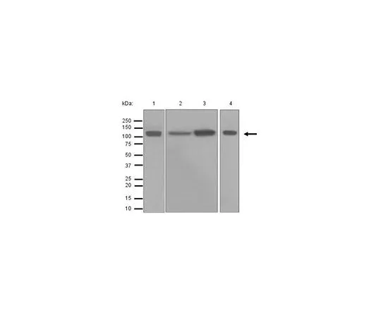62-8503-24　［Discontinued］Anti-LAMP-2, clone EPR4207(2), Rabbit Monoclonal　MABC770
