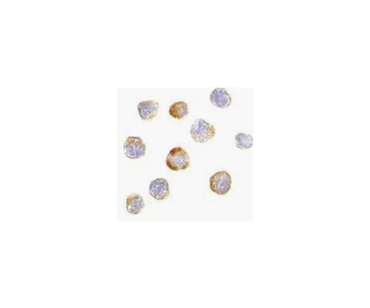 62-8458-81　［Discontinued］Anti-TRIM25　ABC833