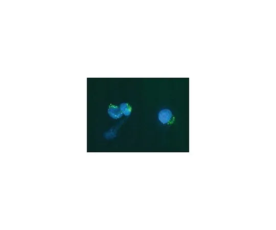 62-8490-62　［Discontinued］Anti-Golgi Zone, clone 371-4; 100 μL　MAB1271