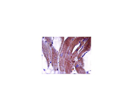 62-8493-59　［Discontinued］Anti-Tropomyosin-3, clone 3F8.2　MAB2255