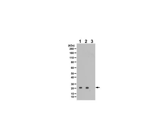 62-8458-35　［Discontinued］Anti-phospho-LC3 (Ser12)　ABC466