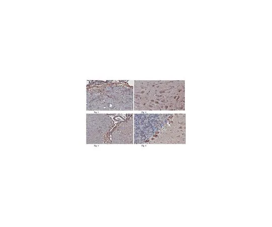 62-8500-12　［Discontinued］Anti-Plexin B2, clone 1D5.2　MAB10420