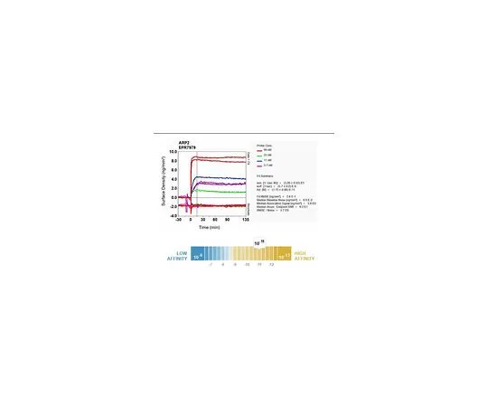 62-8526-73　［Discontinued］Anti-ARP2, clone EPR7979, Rabbit Monoclonal　MABT508