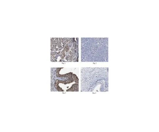 62-8505-46　［Discontinued］Anti-SIRT4 Antibody, clone 4F9.1, Cat. No. MABE223　MABE223