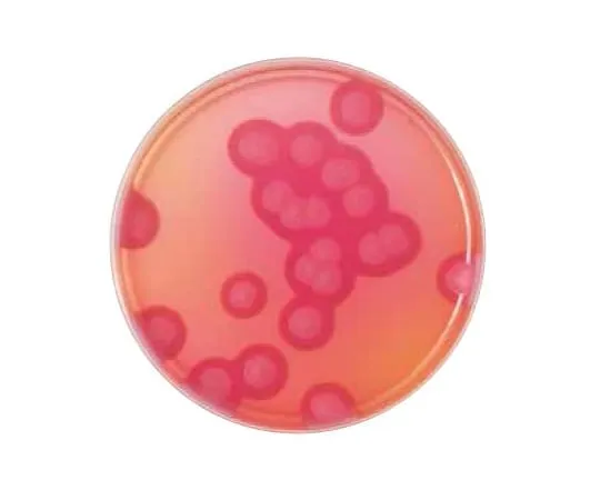 63-6526-57 BD BBL (TM) MYP Agar Medium 251264