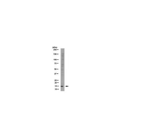 62-8390-10　［Discontinued］Anti-Histone H2A.Z; 100 μg　09-862