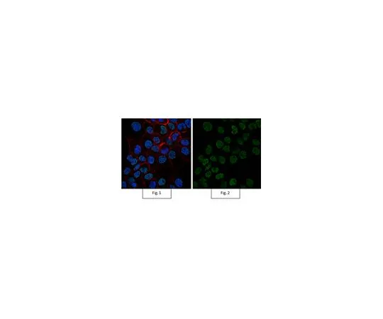 62-8381-77　［Discontinued］Anti-acetyl-Histone H4 Antibody, AlexaFluor(R) 488 Conjugate　06-598-AF488
