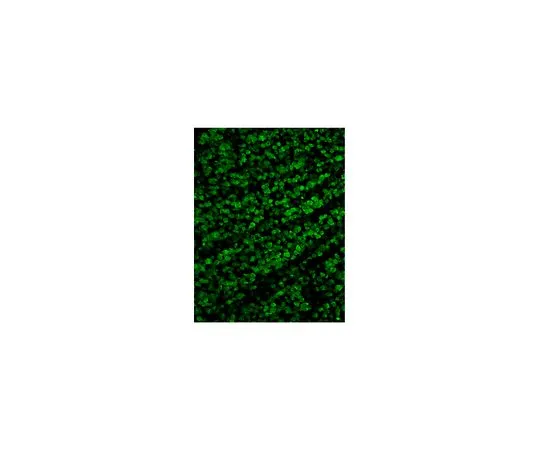 62-8468-25　［Discontinued］Anti-RBPMS Antibody　ABN1376