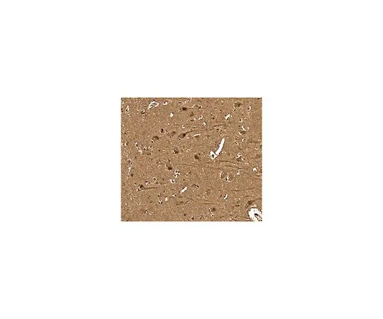 62-8517-92　［Discontinued］Anti-GIT2 Scaffold Protein Antibody, clone N83/48　MABN469