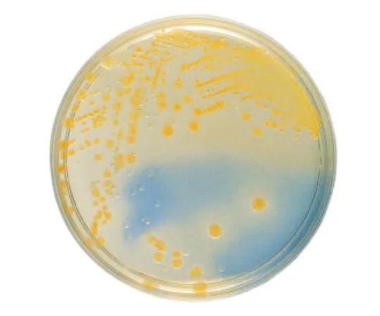 63-6527-65 BD BBL (TM) CLED Agar Medium 20 sheets 251953