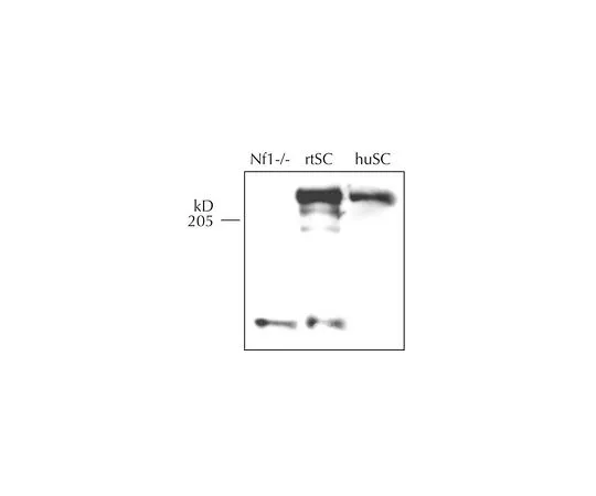 62-8497-95　［Discontinued］Anti-Neurofibromin, (excellent for Western blot); 100 μg　MAB5438