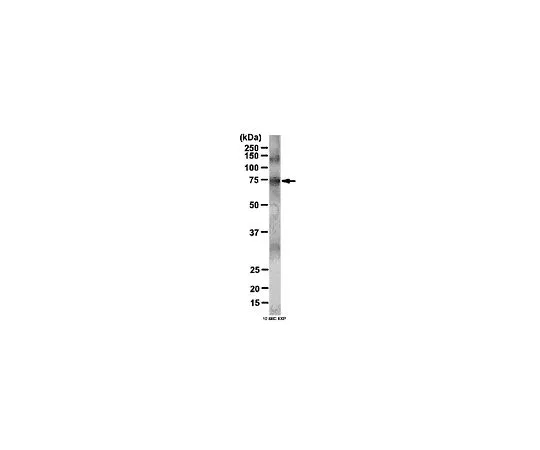 62-8388-82　［Discontinued］Anti-phospho-CAPZIP (Ser108); 100 μg　7-90