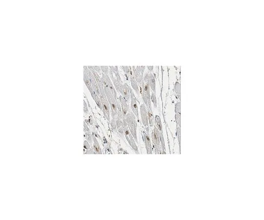 62-8518-42　［Discontinued］Anti-Neuregulin-CRD, Type III Antibody, clone N126B/31　MABN534