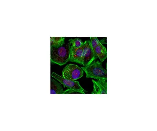 62-8458-11　［Discontinued］Anti-ANT2　ABC427