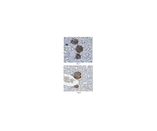 62-8522-65　［Discontinued］Anti-GLEPP1, extracellular domain, clone 1B4　MABS455