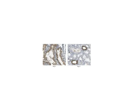 62-8473-20　［Discontinued］Anti-IQGAP1 Antibody Cat. No. ABT186　ABT186