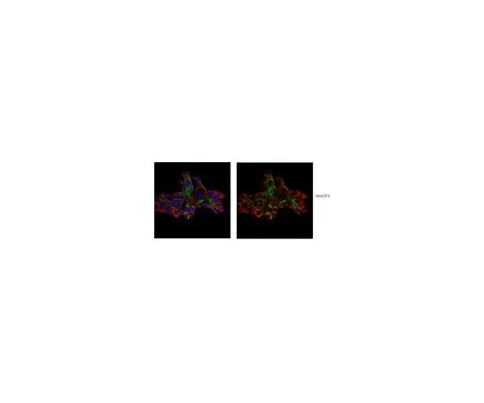 62-8473-03　［Discontinued］Anti-GCC185 Antibody　ABT162