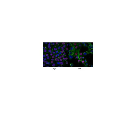 62-8474-20　［Discontinued］Sheep Anti-Mo*** IgG Antibody, Species absorbed, Cy3 conjugate　AC111C