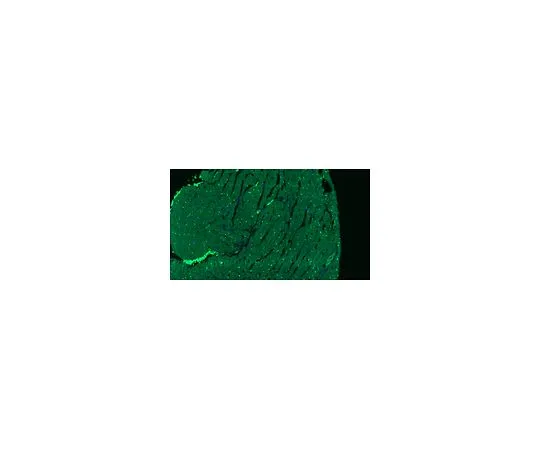 62-8470-49　［Discontinued］Anti-Adiponectin Antibody, Alexa Fluor(R) 488 Conjugate　ABS516-AF488