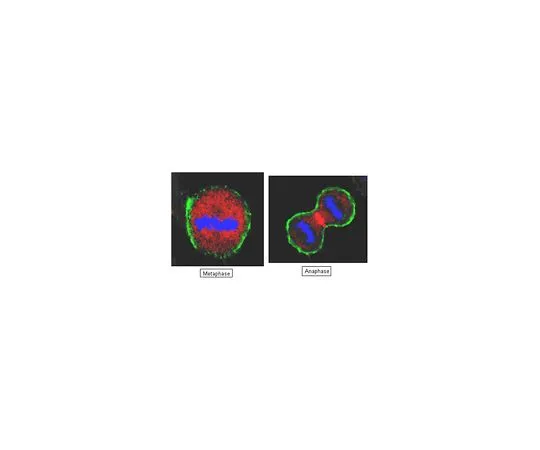 62-8472-73　［Discontinued］Anti-Protein Regulator of Cytokinesis 1 (PRC1); 100 μg　ABT120