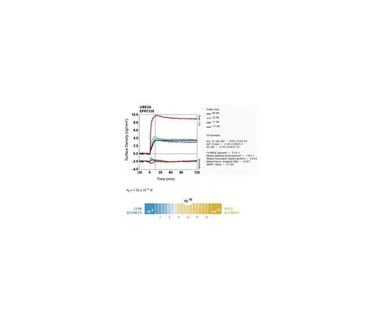 62-8503-16　［Discontinued］Anti-UBE3A, clone EPR7330, Rabbit Monoclonal　MABC761