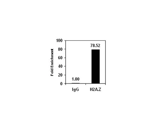 62-8394-02　［Discontinued］ChIPAb+ Histone H2A.Z; 25 assays　17-10048