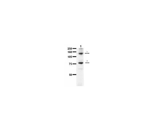 62-8454-28　［Discontinued］Anti-MDR1b, ATP Binding Cassette Sub family B; 50 μL　AB10337