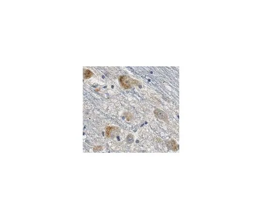 62-8466-94　［Discontinued］Anti-SSBP1 Antibody Cat. No. ABN403　ABN403