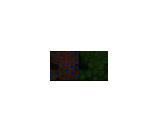 62-8526-90　［Discontinued］Anti-N-cadherin Antibody, CT Antibody, clone 6A9.2 Antibody, Alexa Fluor(R) 488 Conjugate　MABT530-AF488