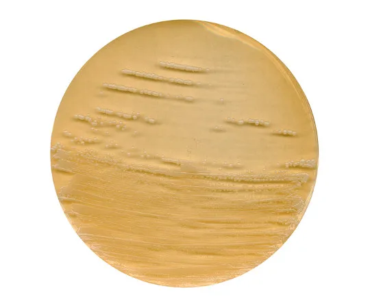 61-0200-92　［Discontinued］Brain Heart Infusion Agar Medium for Incubating Various Gourmet Pathogenic Microorganisms 113825 500G　1.13825.0500