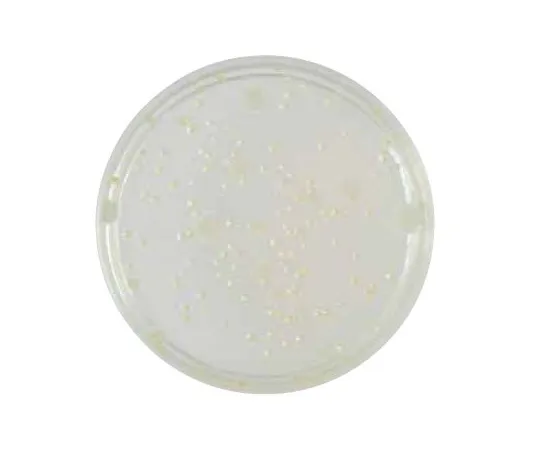 63-6526-65 BD BBL (TM) Standard Agar Medium 251536