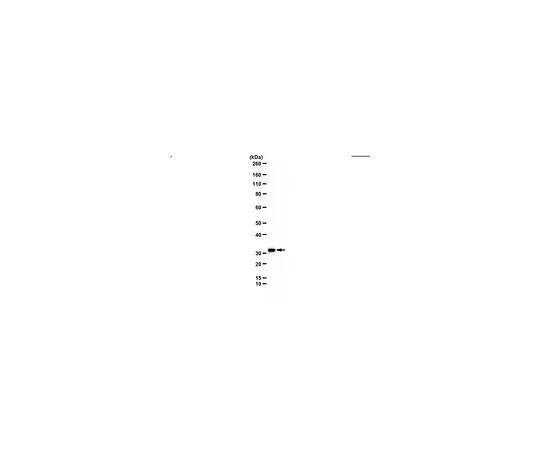62-8472-07　［Discontinued］Anti-Chromatin-Modifying Protein 2a　ABS1680
