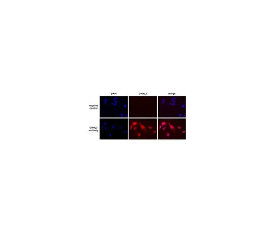 62-8459-62　［Discontinued］Anti-Grainyhead-Like 3/GRHL3 Antibody　ABD68