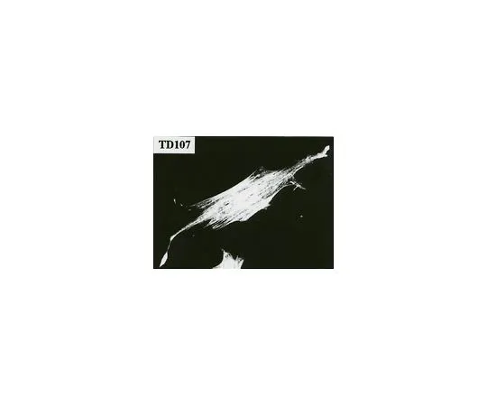 62-8491-79　［Discontinued］Anti-Caldesmon, clone TD107; 100 μL　MAB1684