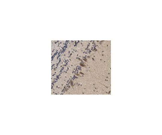 62-8518-52　［Discontinued］Anti-Neurexin-1-Beta Antibody　MABN607