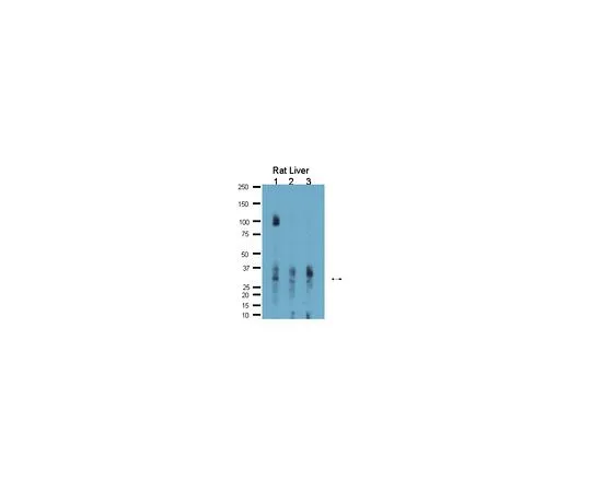 62-8454-13　［Discontinued］Anti-Aquaporin 9; 100 μg　AB10141