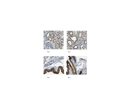 62-8490-28　［Discontinued］Anti-DYNLT1 Antibody, clone 7A9F4H10 Cat. No. MAB1076-I　MAB1076-I